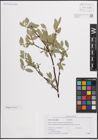 Foto von Salix eastwoodiae Cockerell ex A. Heller